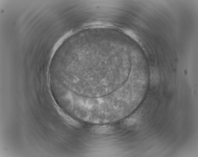 X0000069381474200606021554