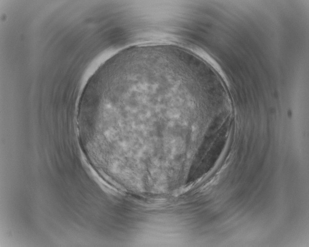 X0000069381485200606021554