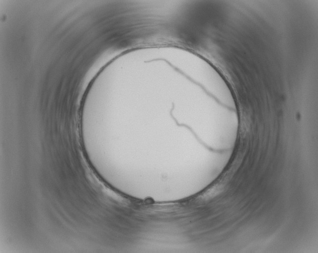 X0000069381486200606021554