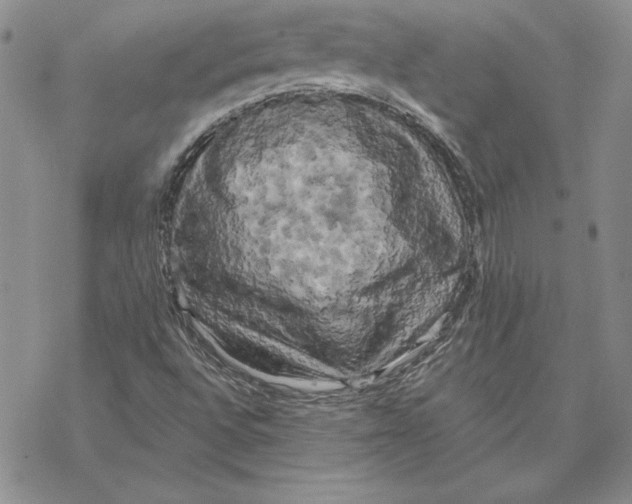 X0000069381496200606021553