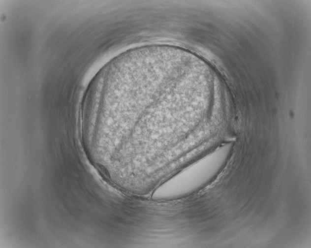 X0000069381520200606021554