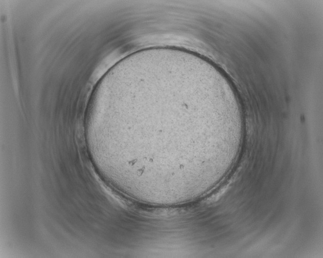 X0000069381521200606021554