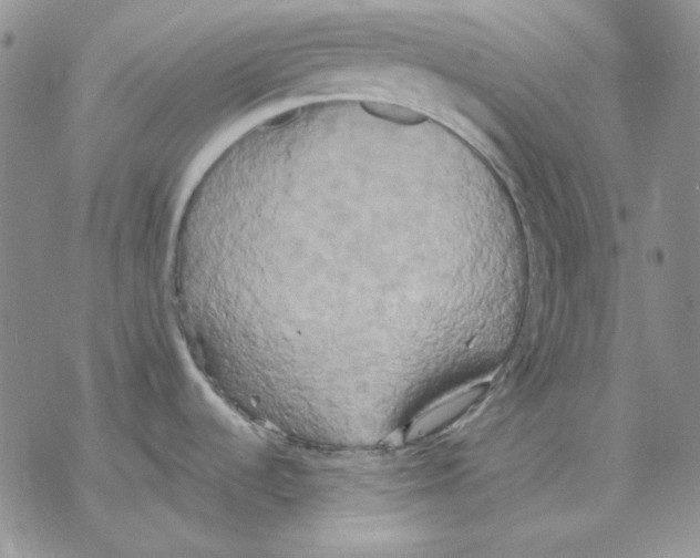 X0000069381536200606021554