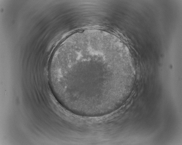 X0000069380002200606091702