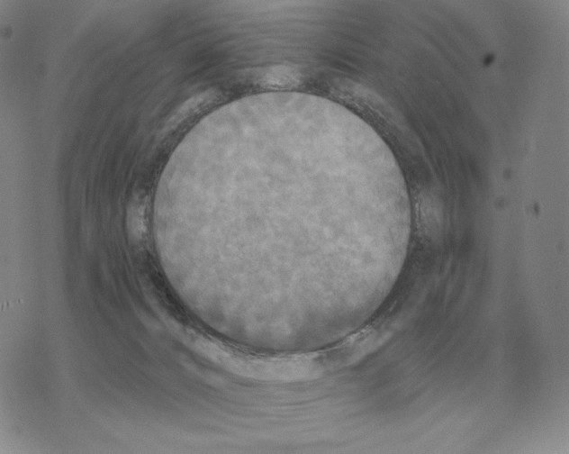 X0000069380032200606091702