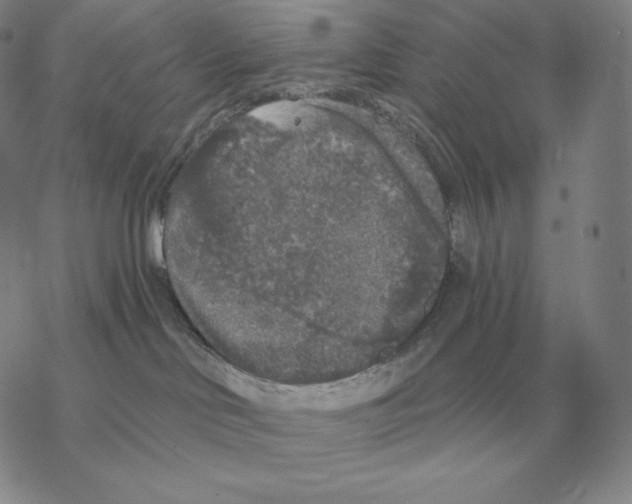 X0000069380046200606091702