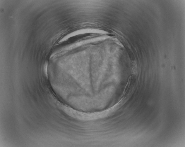 X0000069380047200606091702