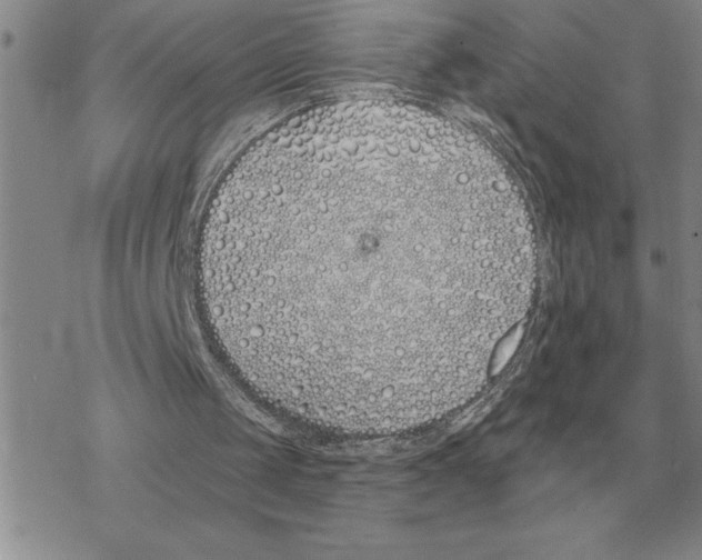 X0000069380049200606091701