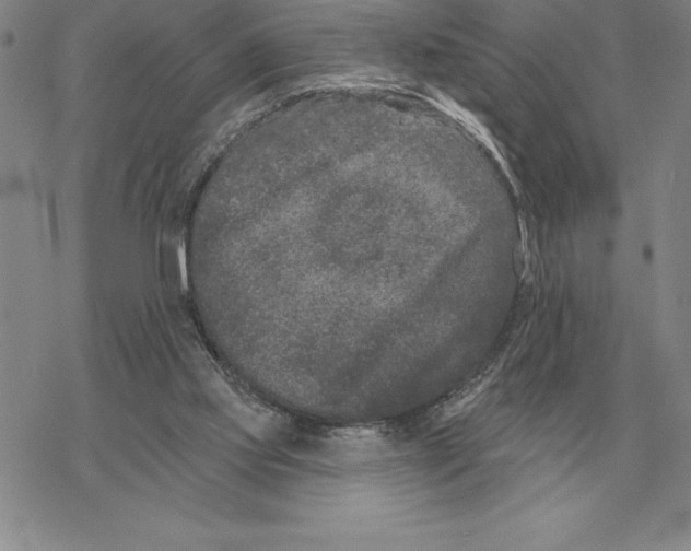 X0000069380061200606091701