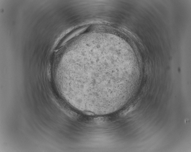 X0000069380064200606091701