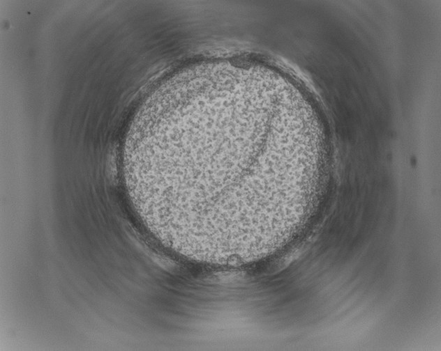 X0000069380065200606091701