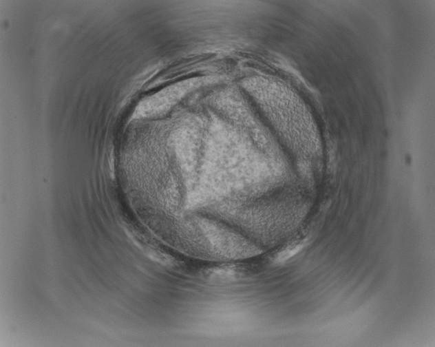 X0000069380068200606091701