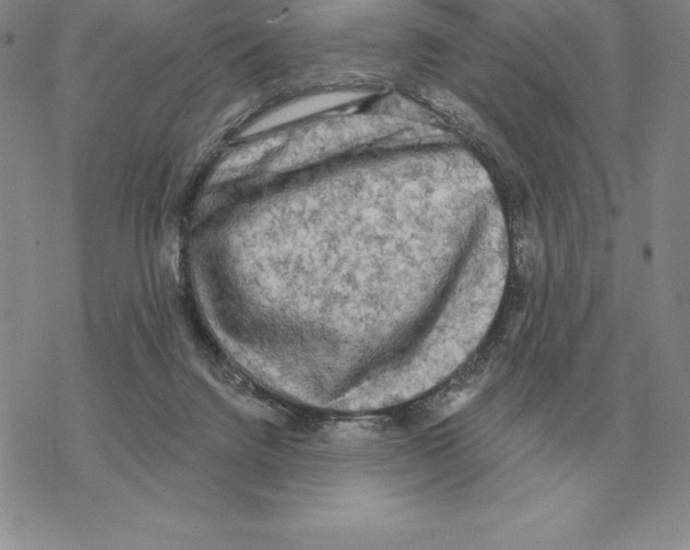 X0000069380072200606091701