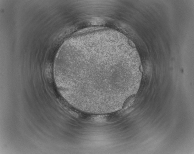 X0000069380078200606091701