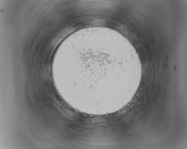 X0000069380146200606091659