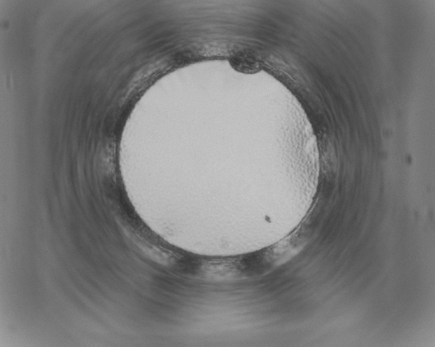 X0000069380175200606091700