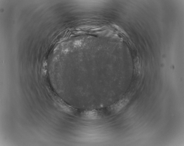 X0000069380325200606091657