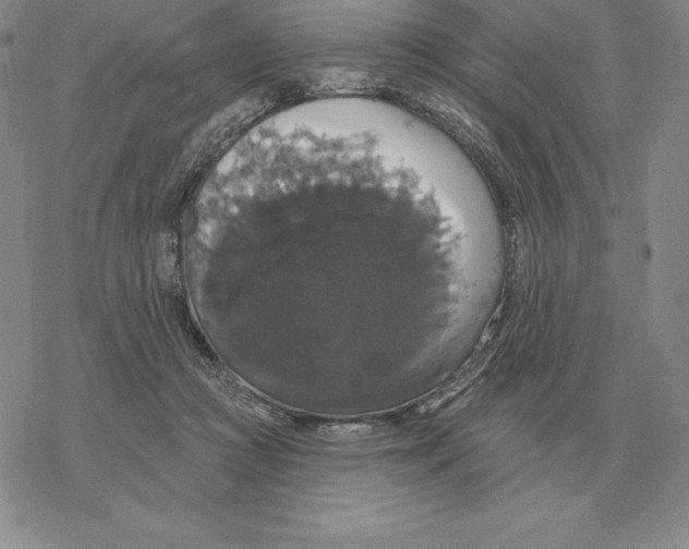 X0000069380361200606091657