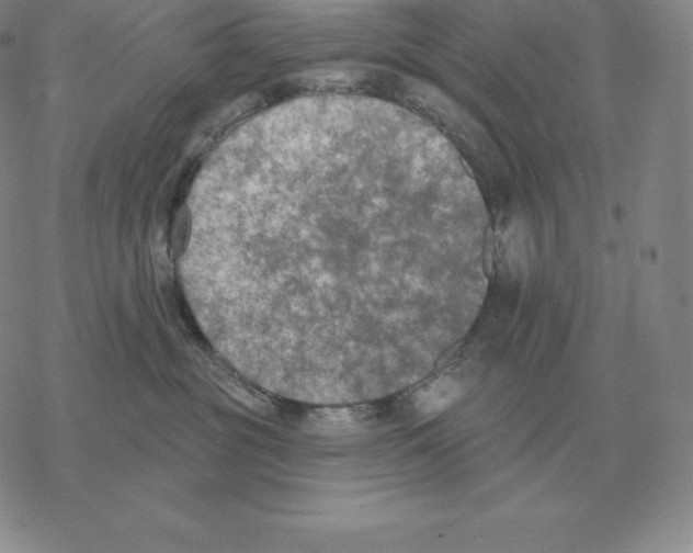 X0000069380381200606091657