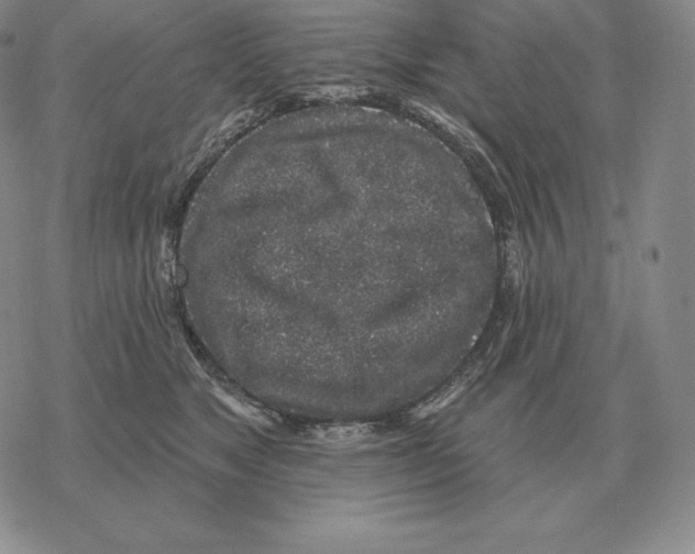 X0000069380517200606091654