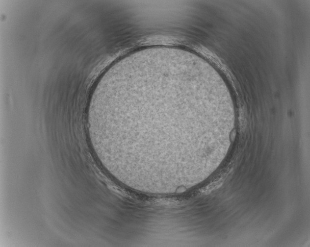 X0000069380529200606091653