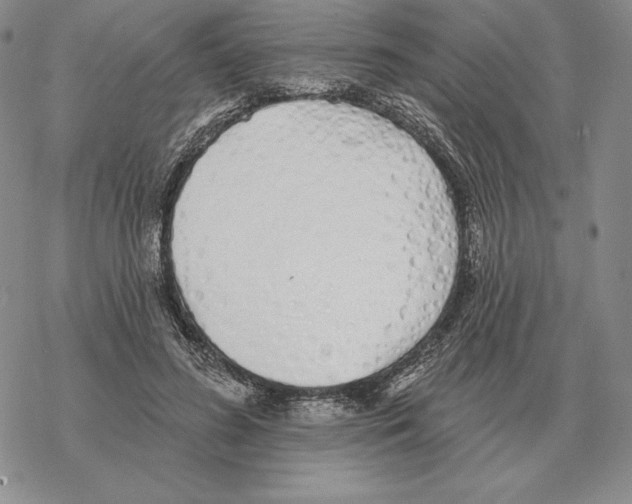 X0000069380596200606091653