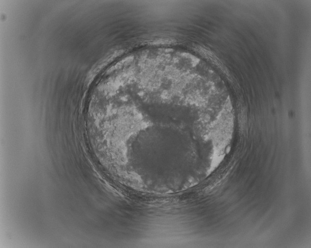 X0000069380721200606091650