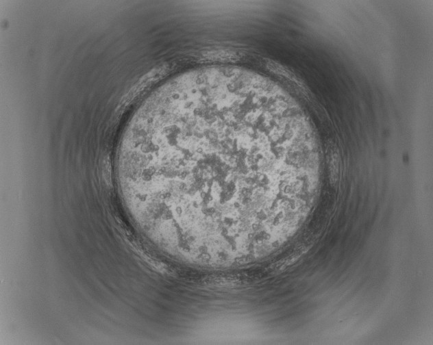 X0000069380729200606091650