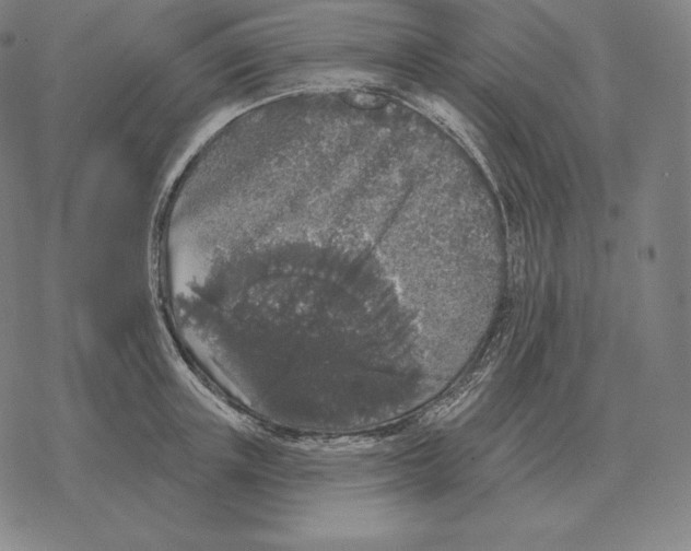 X0000069380851200606091649