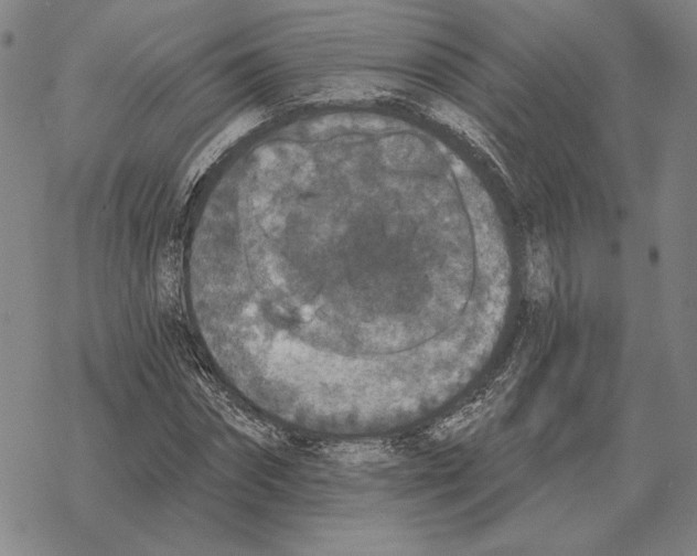 X0000069380874200606091648