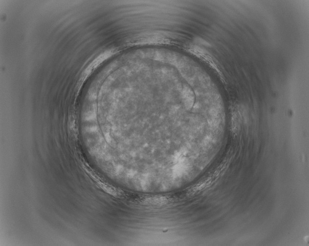 X0000069380882200606091648