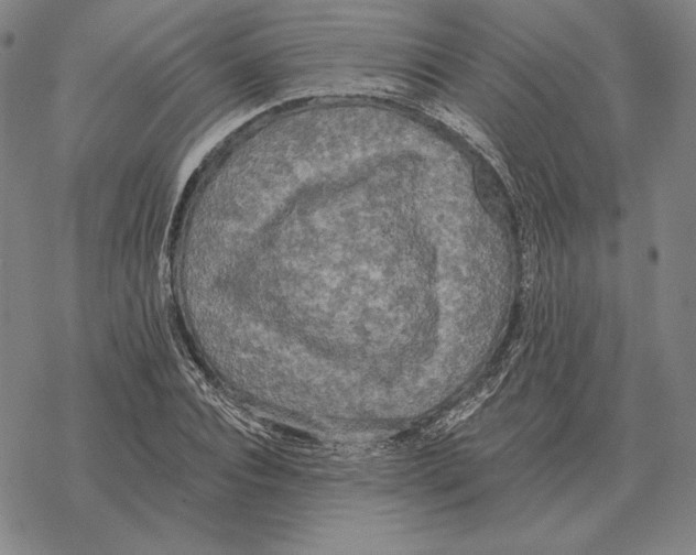 X0000069380928200606091647