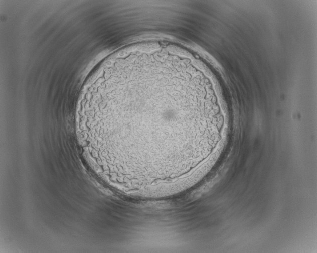 X0000069380953200606091648