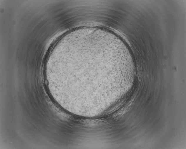 X0000069380987200606091646