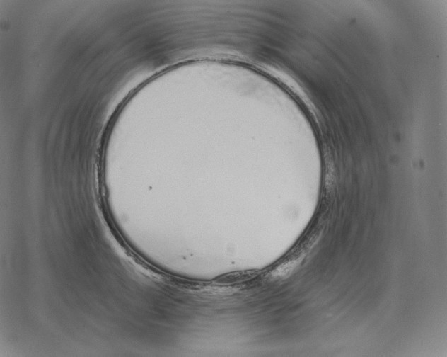 X0000069380999200606091646