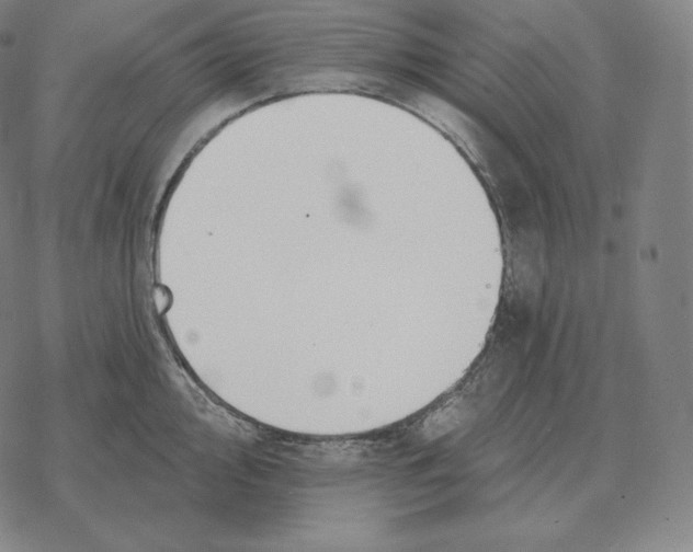 X0000069381000200606091646