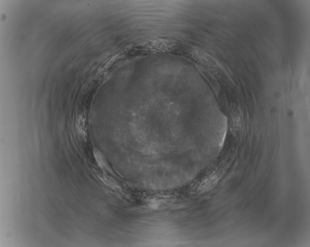 X0000069381010200606091645