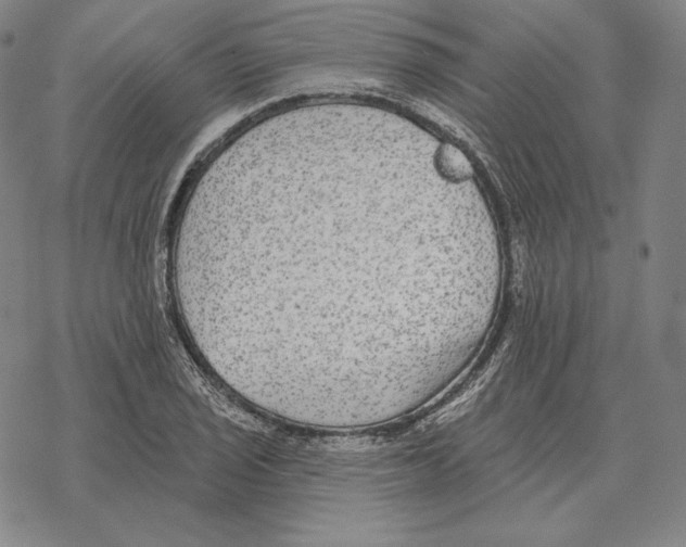 X0000069381029200606091646