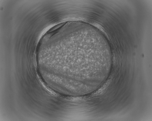 X0000069381030200606091646