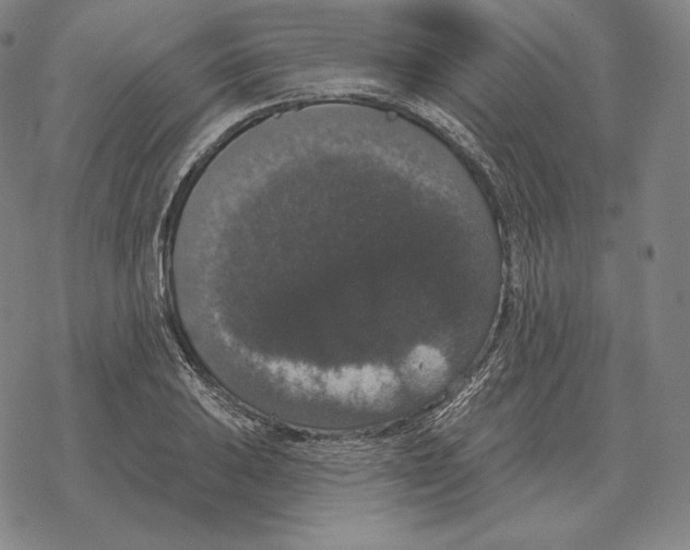 X0000069381031200606091646