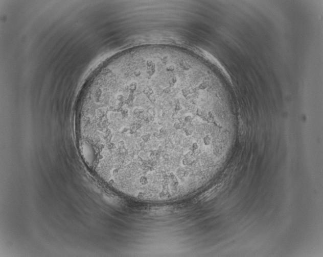 X0000069381035200606091646