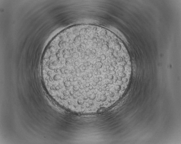 X0000069381044200606091646