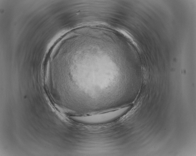 X0000069381046200606091646