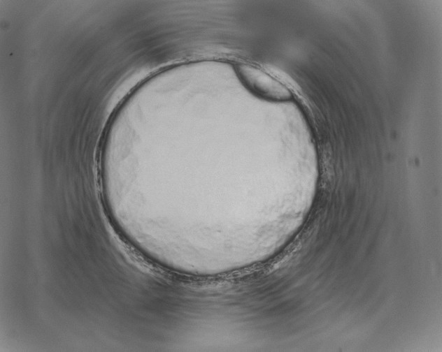 X0000069381047200606091646