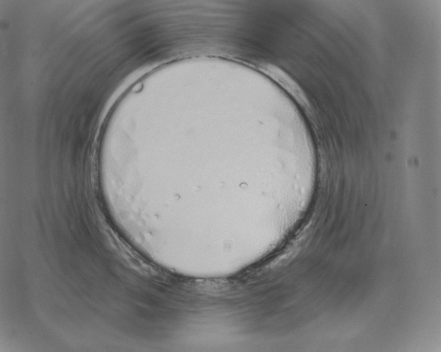 X0000069381052200606091646