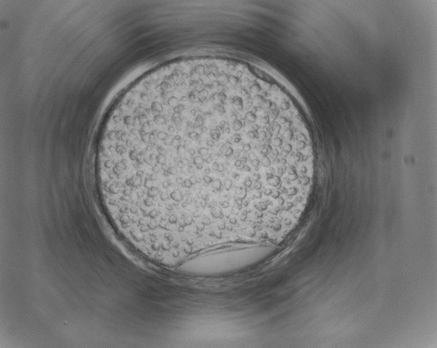 X0000069381053200606091646