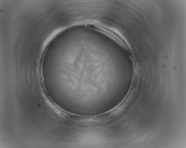 X0000069381054200606091646