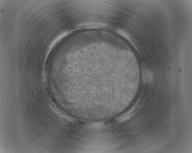 X0000069381074200606091645