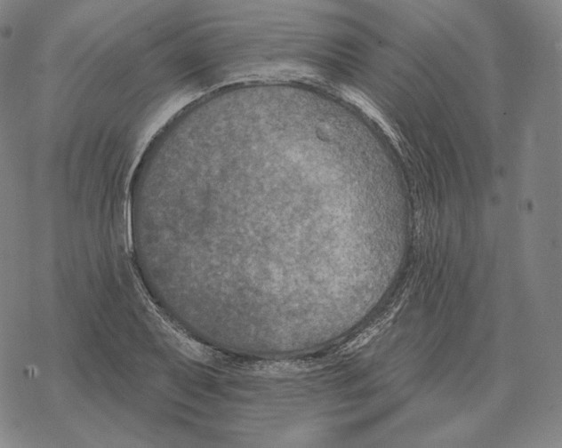 X0000069381079200606091645