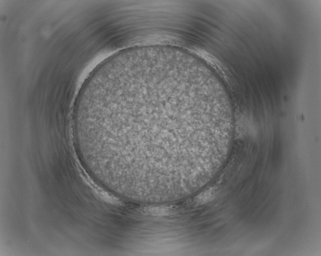 X0000069381086200606091645